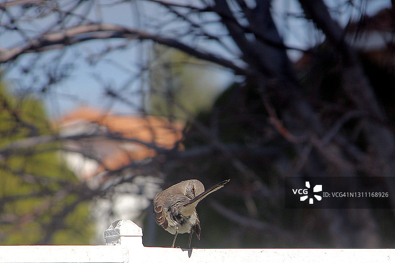 北美反舌鸟图片素材