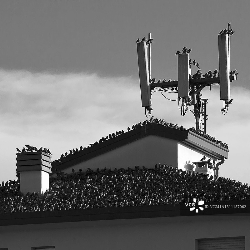 城市里的鸟群图片素材