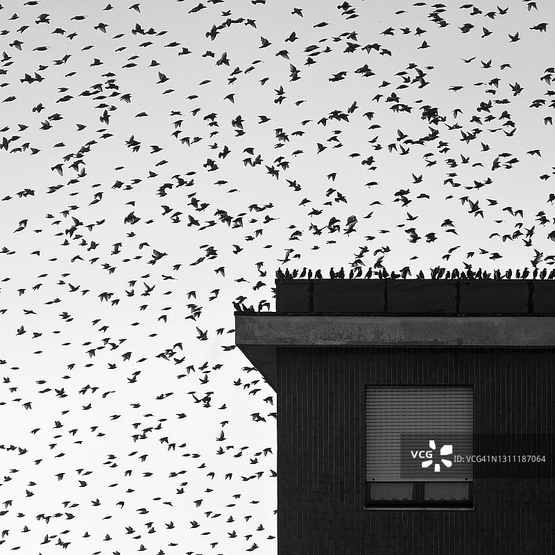 城市里的鸟群图片素材