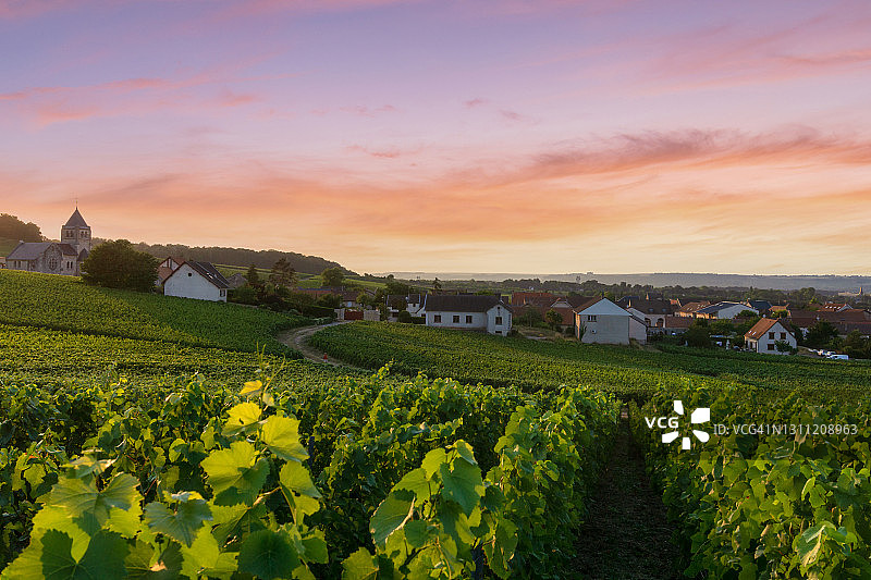 列葡萄藤葡萄在香槟葡萄园的蒙特尼德兰斯图片素材