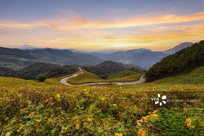 泰国向日葵花田日落美景图片素材