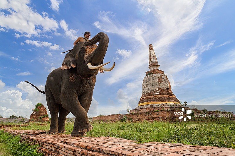 泰国阿瑜陀耶省的大象与古老佛塔图片素材