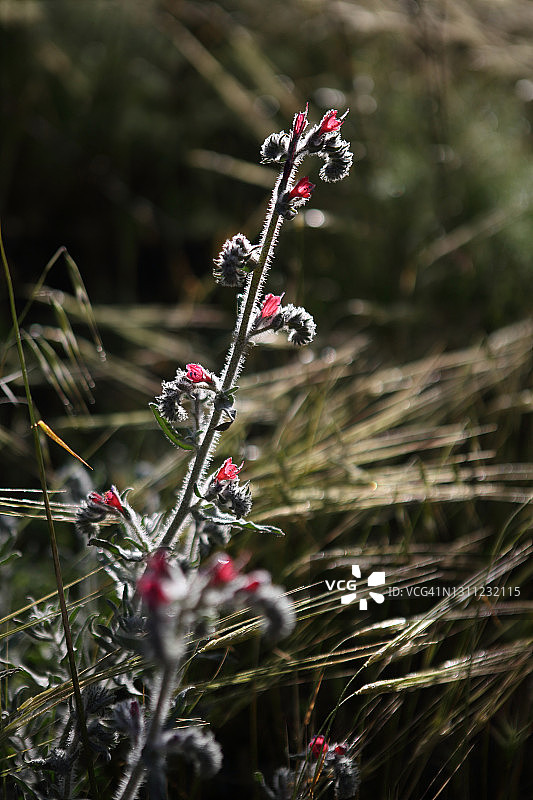 犹太毒蛇的蓝蓟野花图片素材