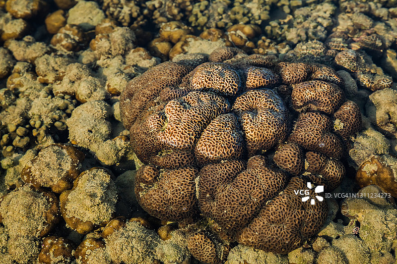 低潮时的脑珊瑚图片素材