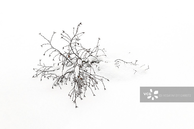 极简主义风格的桤木枝上的积雪图片素材