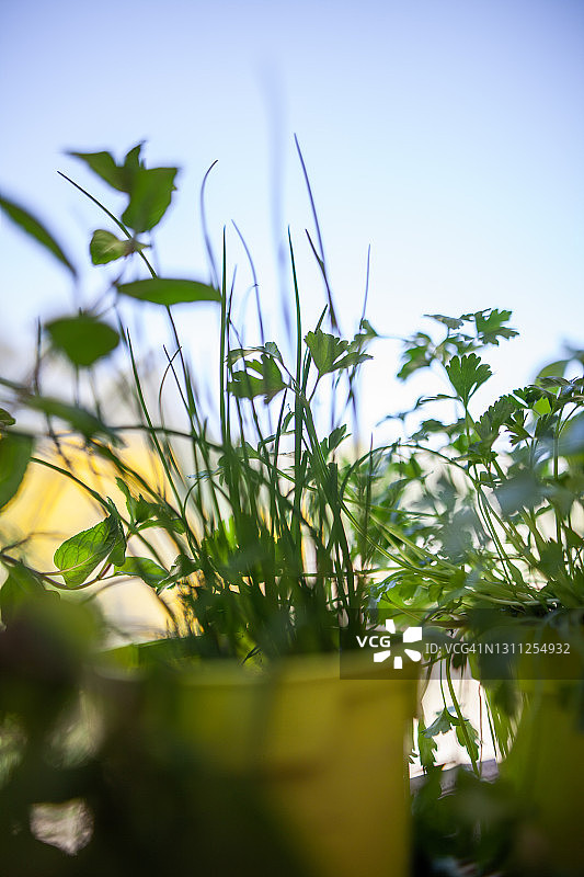 园艺：香草植物图片素材