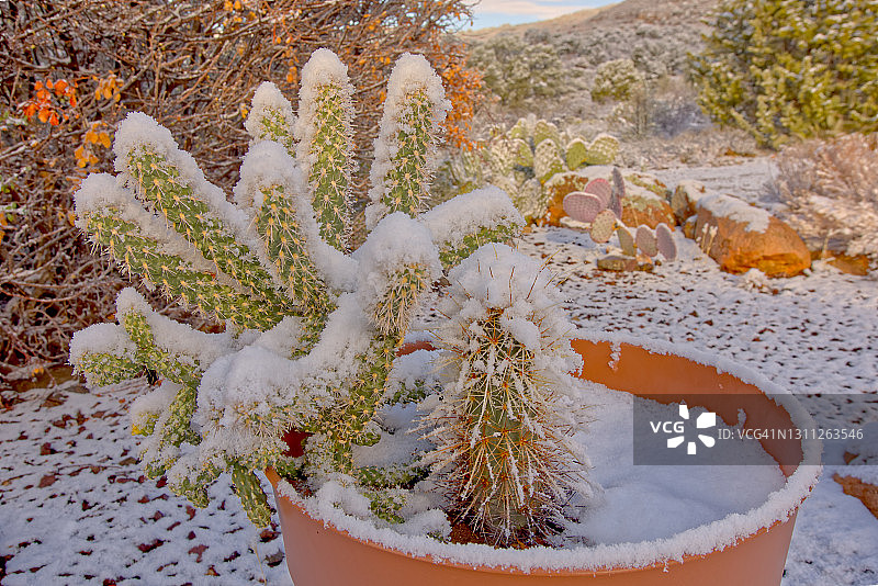 雪盖盆栽鹿角仙人掌和刺猬仙人掌特写，美国亚利桑那州奇诺谷图片素材
