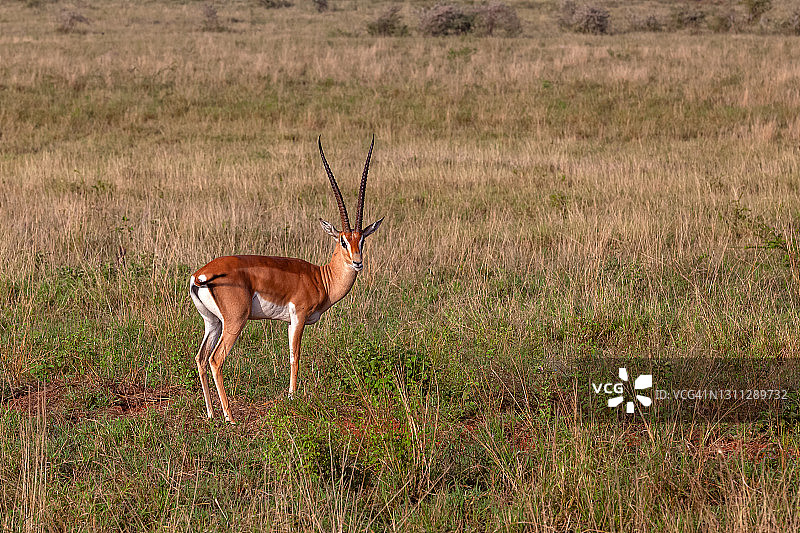 野生状态下的格兰特瞪羚图片素材