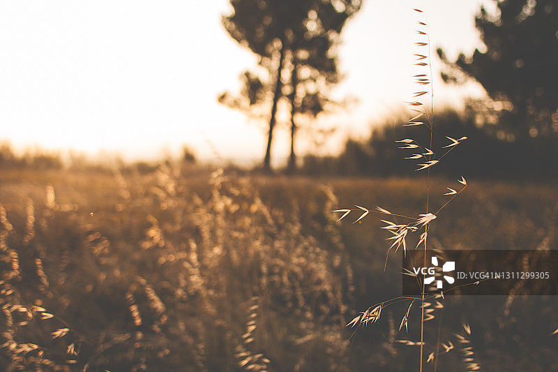 夏季日落时分草地上逆光干燥的草药穗图片素材