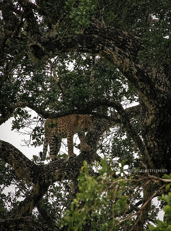 亚拉国家公园树上的猎豹图片素材