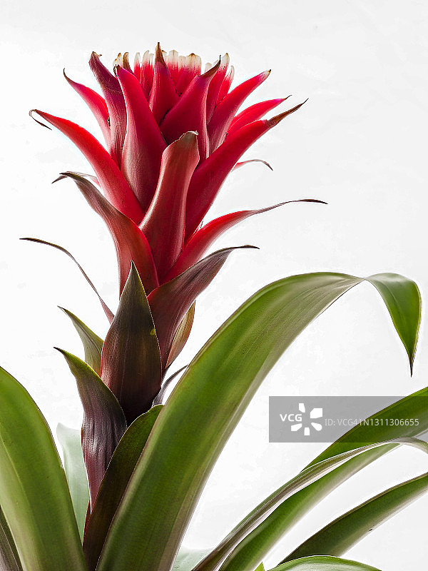 花盆中凤梨科植物的特写，白色背景抠图图片素材