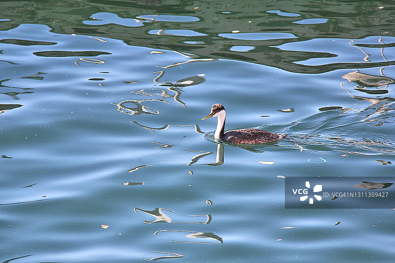 西部鸊鷉图片素材