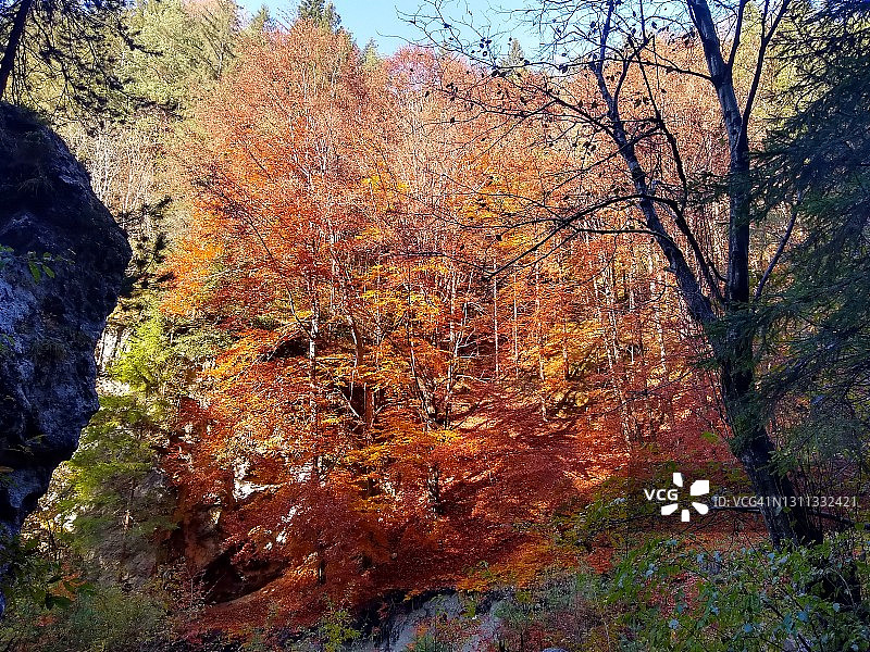 秋日阳光下的红色山毛榉树图片素材