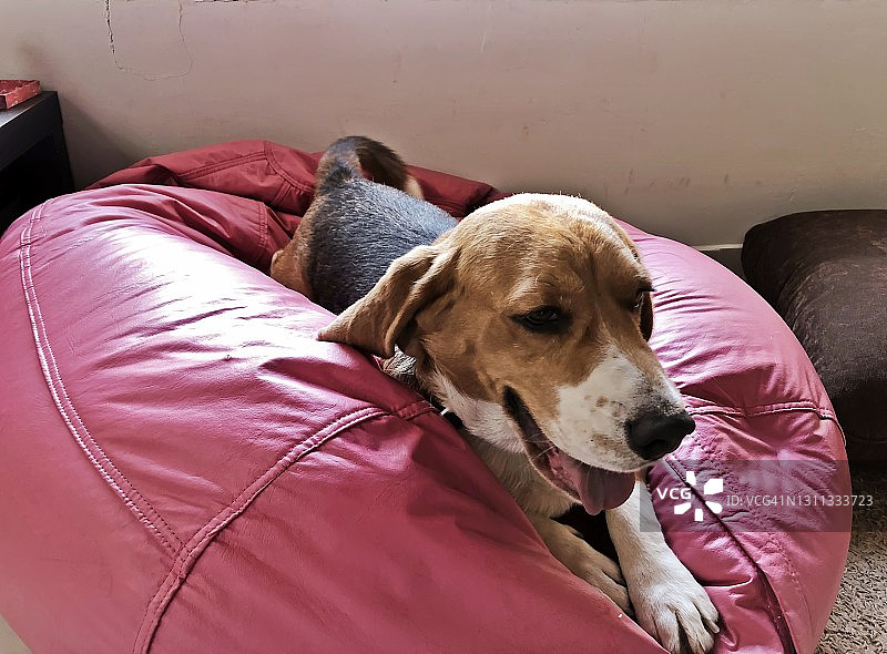 房子里想要被抚摸的比格犬图片素材