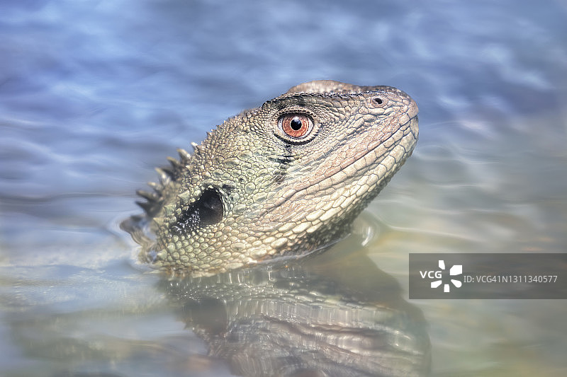 部分浸在小溪中的吉普斯兰水龙（澳洲丽纹龙蜥）图片素材