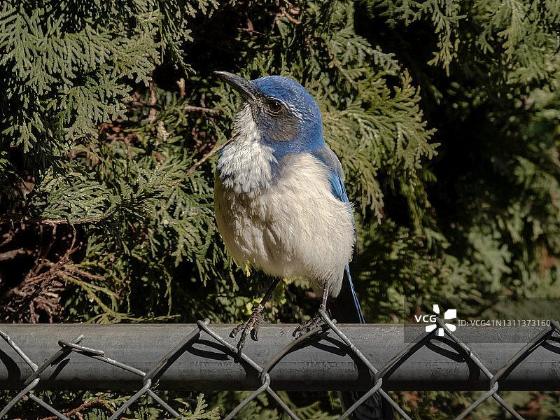 西方丛鸦 - 特劳特代尔，俄勒冈州009图片素材