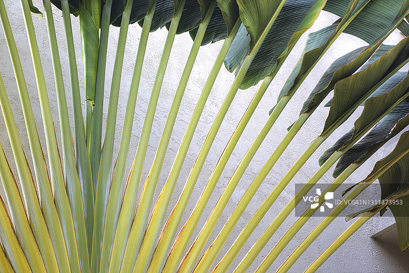 旅人蕉树特写图片素材