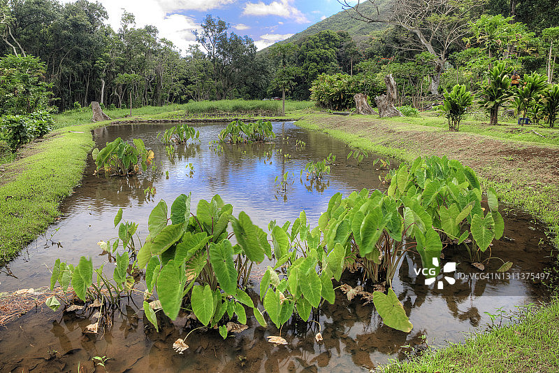 池塘周围生长的芋头图片素材