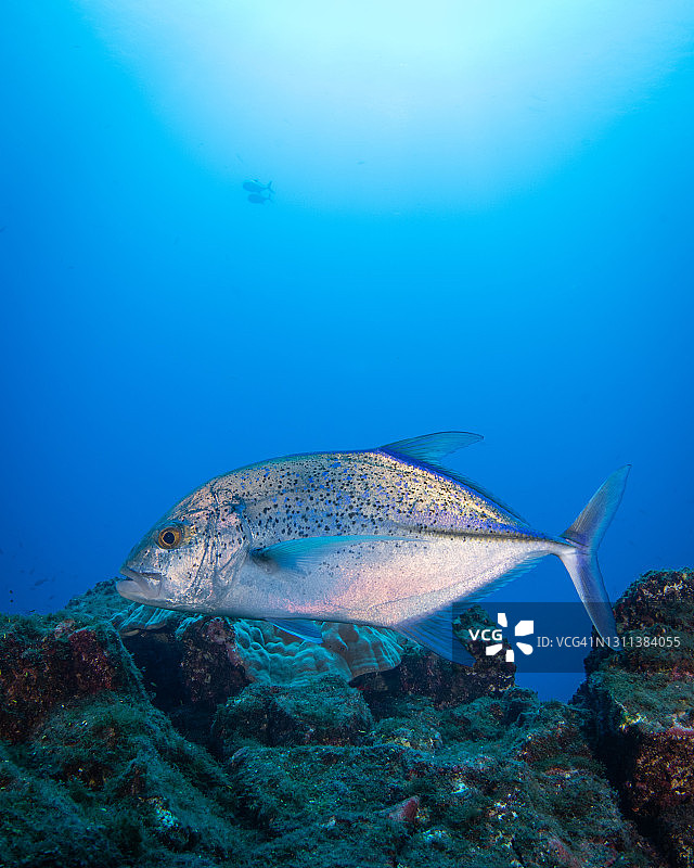墨西哥索科罗岛海域的蓝鳍鲹图片素材