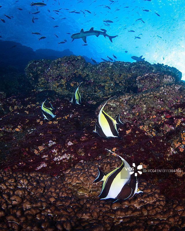 墨西哥索科罗岛水下鳞鲀与鲨鱼图片素材