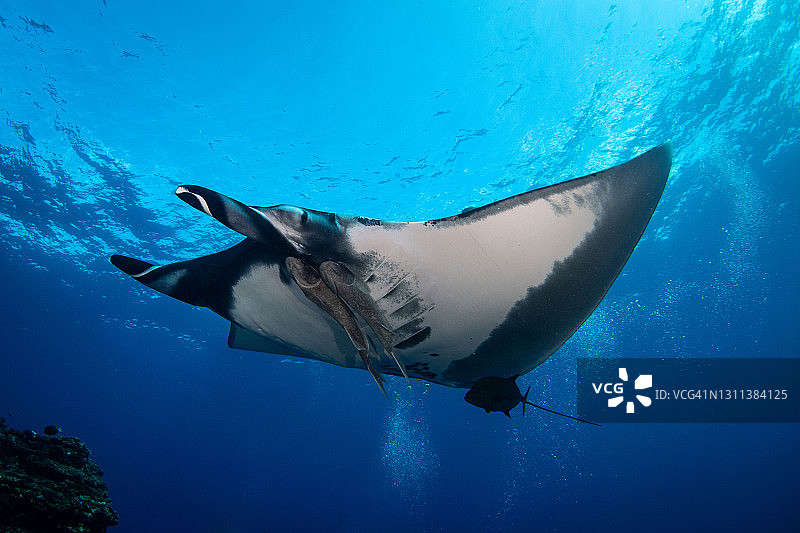 墨西哥索科罗水下蝠鲼图片素材