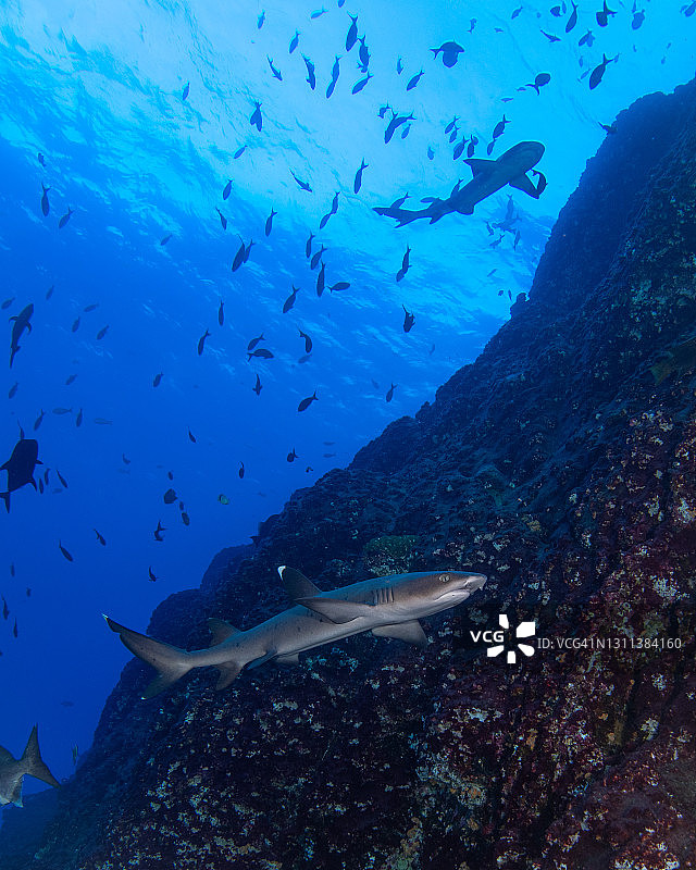 墨西哥索科罗水下白鳍礁鲨图片素材