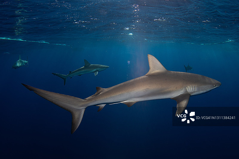 巴哈马群岛水下灰礁鲨图片素材