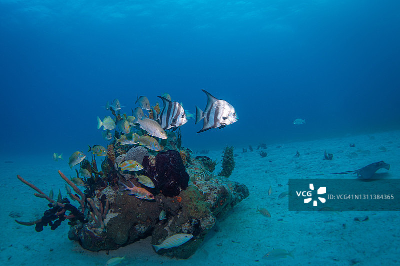 巴哈马群岛水下礁石图片素材