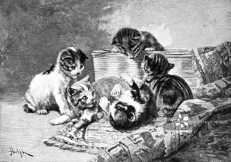 五只小猫在地毯上嬉戏图片素材