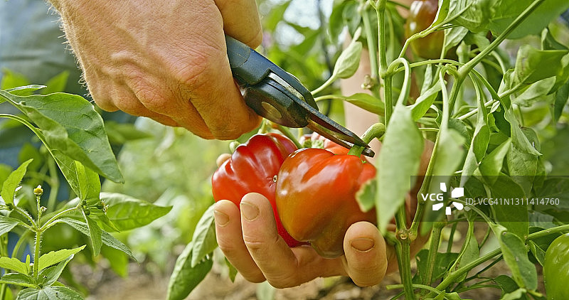 农场里收获红甜椒的男性农场工人图片素材