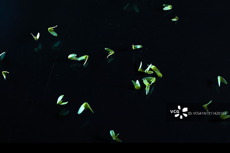 青钱柳果实高速飞行摄影图片素材