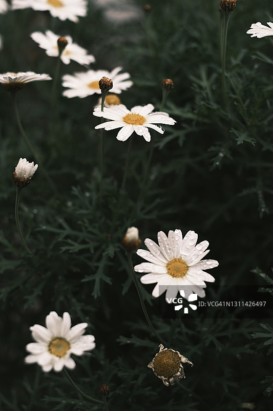 白色雏菊夏季花卉背景图片素材