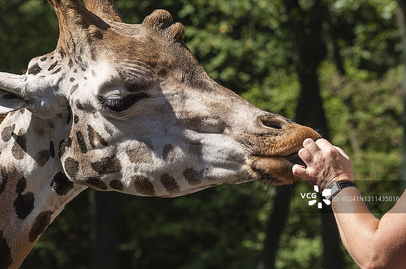 人类喂养长颈鹿图片素材