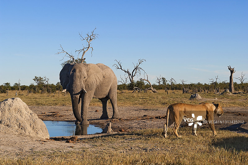 奥卡万戈三角洲萨武蒂，大象注视着母狮图片素材