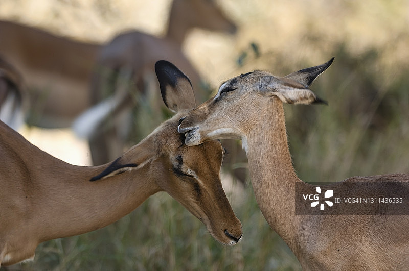 奥卡万戈三角洲莫雷米自然保护区中姿态温柔的黑斑羚图片素材