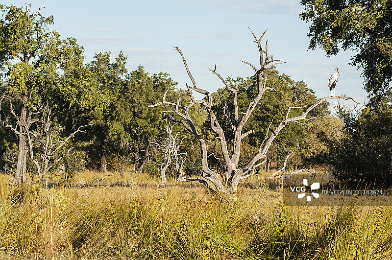 非洲奥卡万戈三角洲树上的黄嘴鹳景观图片素材