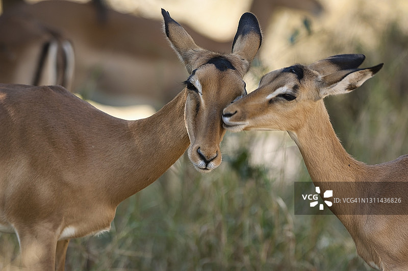 奥卡万戈三角洲莫雷米自然保护区中姿态温柔的黑斑羚图片素材