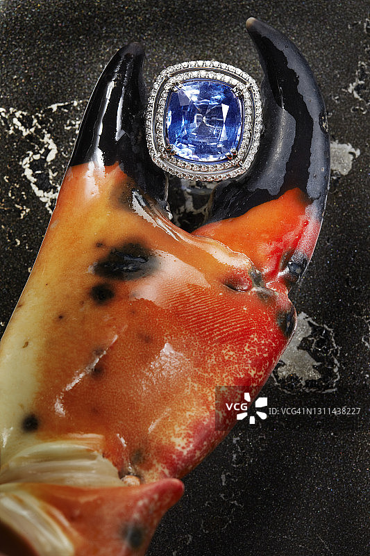 蟹钳夹着蓝宝石和钻戒图片素材