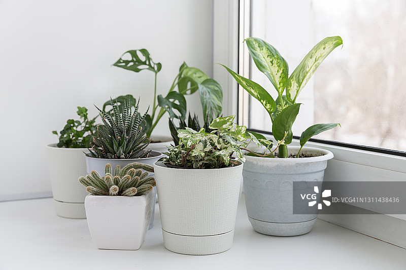 盆栽花卉和室内植物栽培图片素材