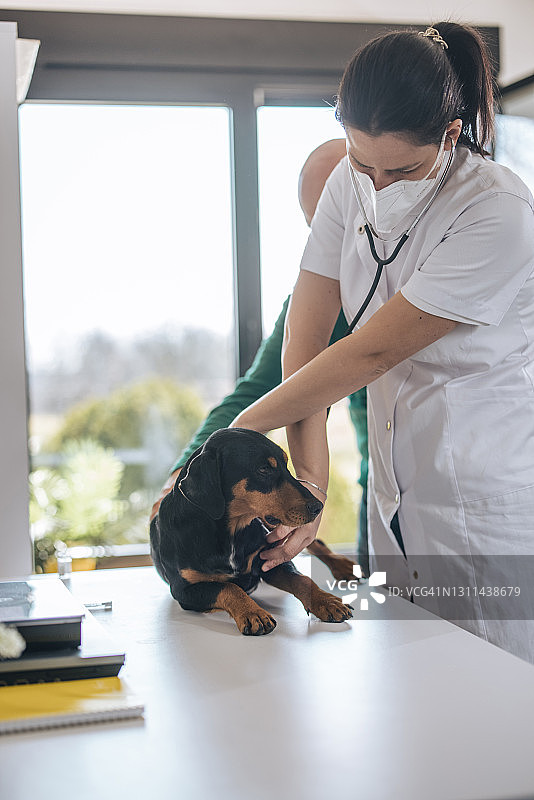 女兽医给可爱的狗狗听诊，宠物主人抱着狗图片素材
