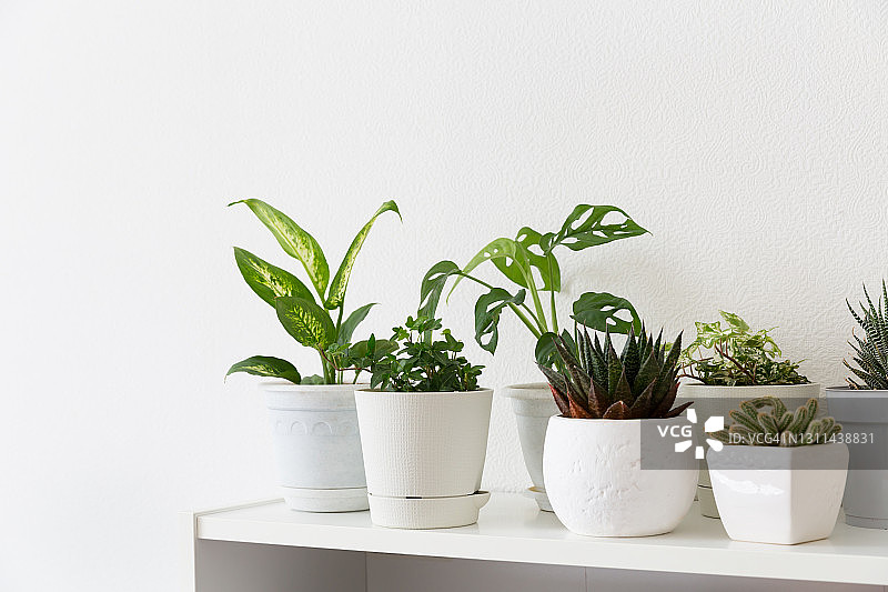 盆栽花卉和室内植物栽培图片素材