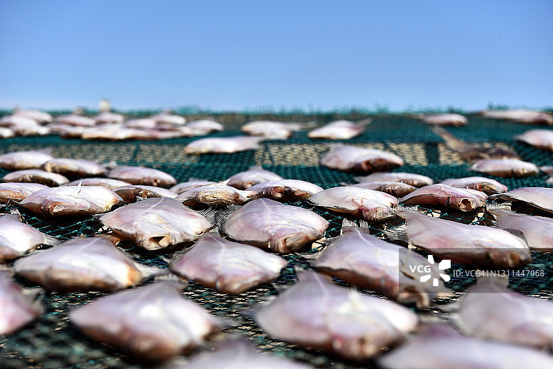 大比目鱼干图片素材