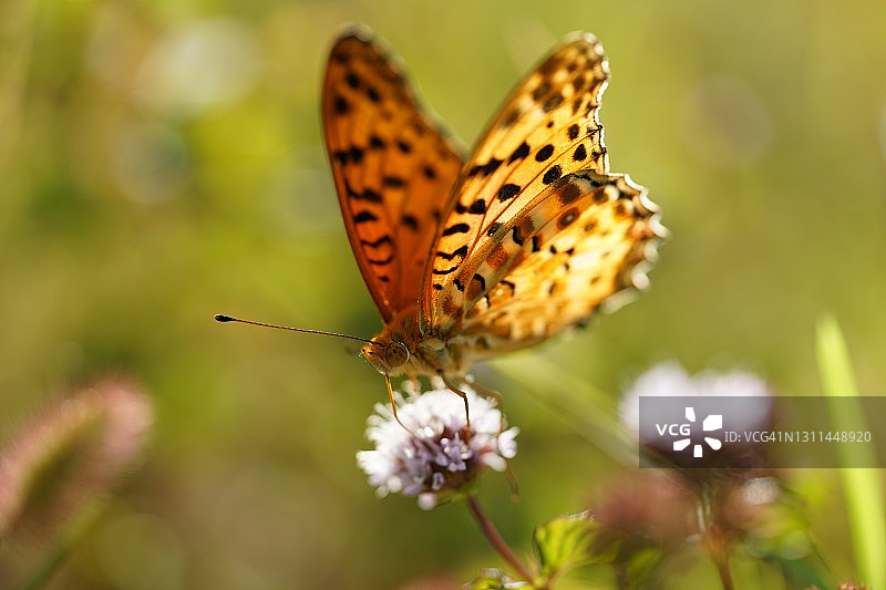 印度贝母图片素材