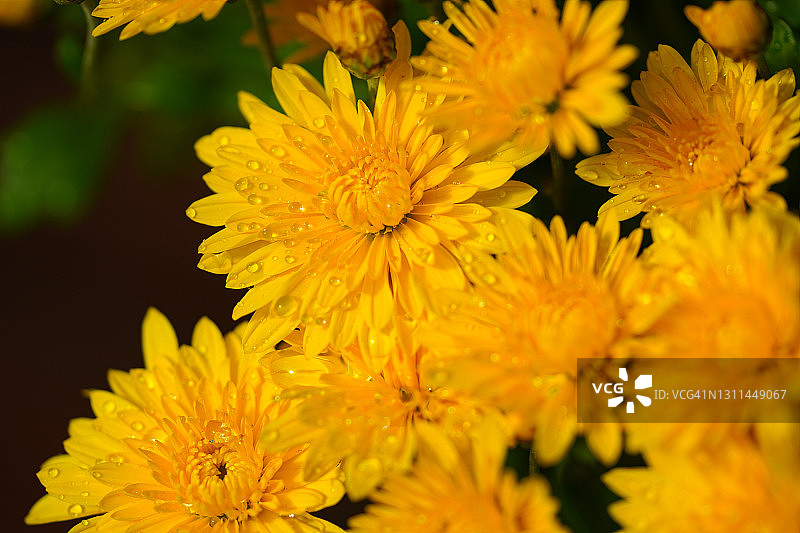 菊花与露珠图片素材