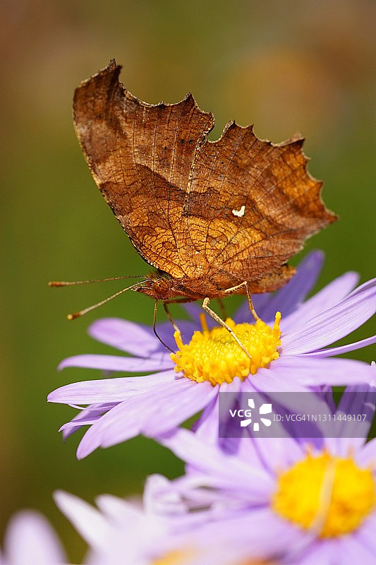 c-aureum多角蛱蝶图片素材