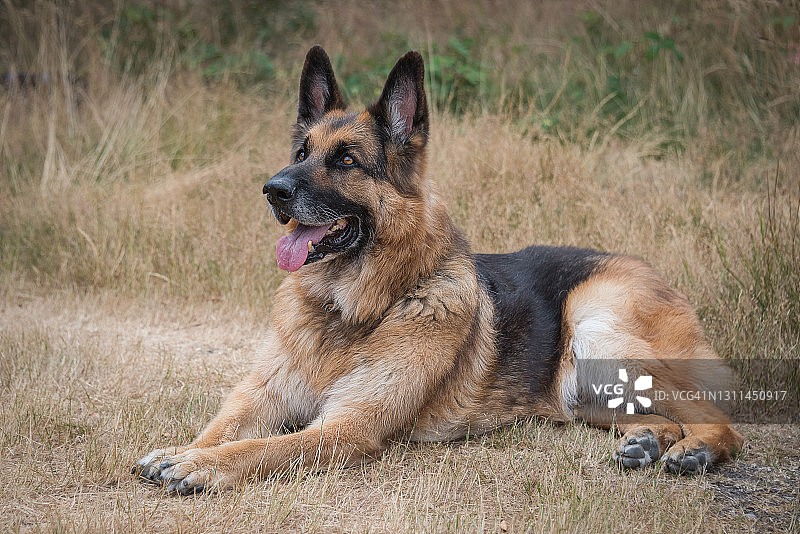 德国牧羊犬肖像图片素材
