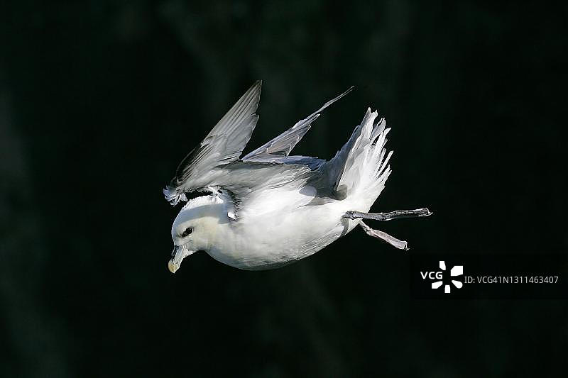冰岛海燕逆风飞行，冰岛图片素材