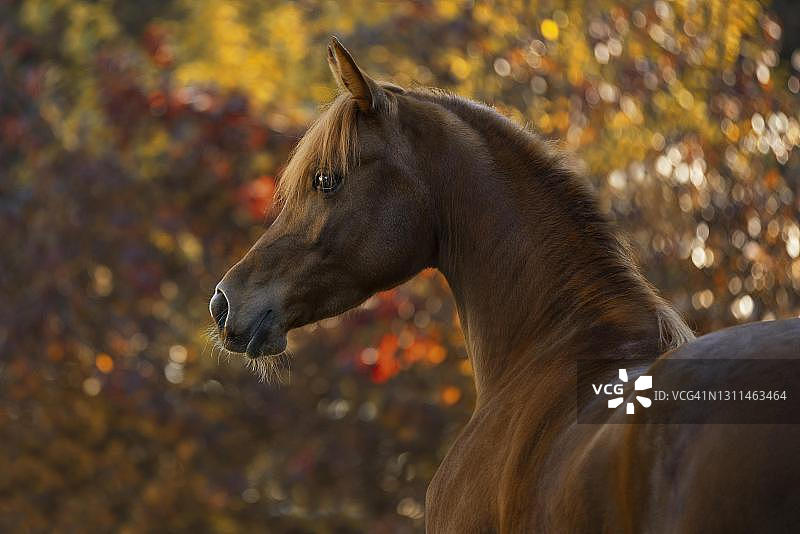 奥地利秋季阿拉伯纯种小母马肖像图片素材