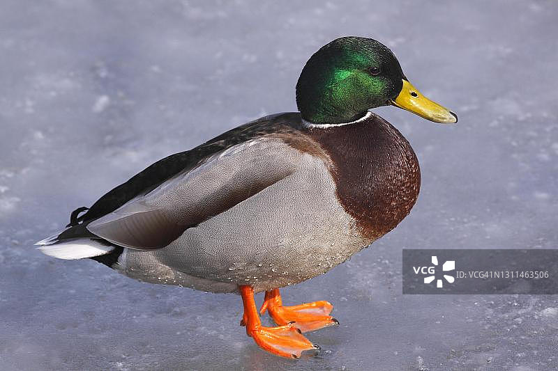 绿头鸭雄鸟站在冬季的冰面上，德国石勒苏益格-荷尔斯泰因州图片素材