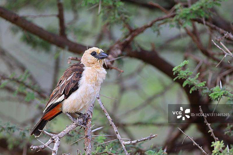 肯尼亚桑布鲁国家保护区的白头织雀图片素材